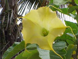 Image of Brugmansia aurea Lagerh.