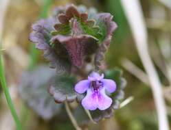 Image of Ground ivy