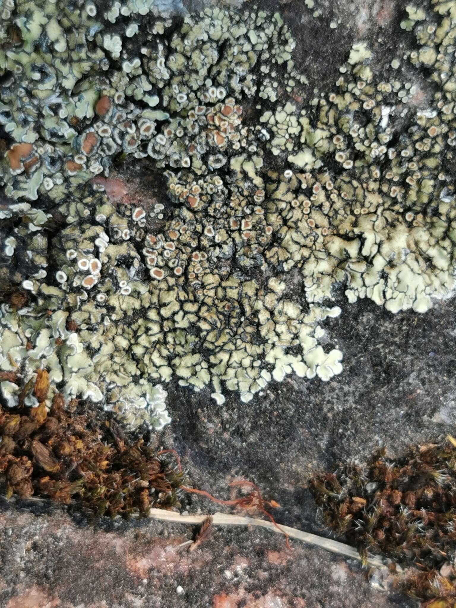 Image of <i>Lecanora bolcana</i>