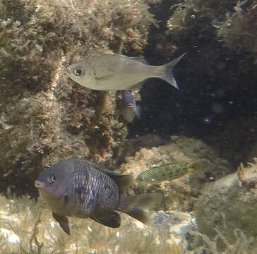 Image of Hawaiian flagtail