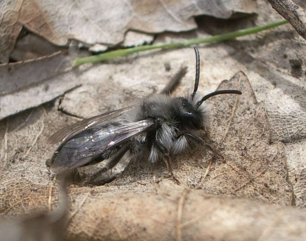 Image of Ashy Mining Bee