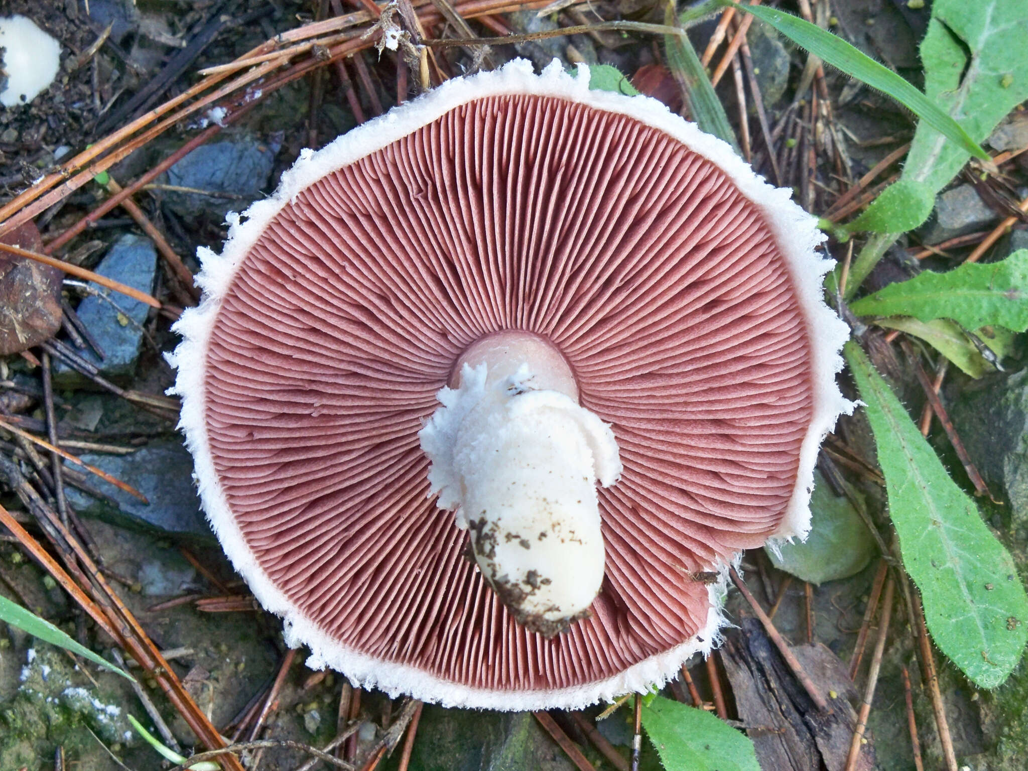 Image of Field Mushroom