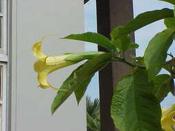 Image of Brugmansia aurea Lagerh.