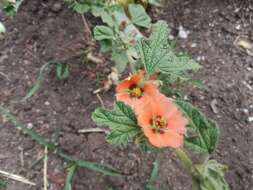 Imagem de Sphaeralcea bonariensis (Cav.) Griseb.