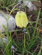 Image of Fritillaria messanensis