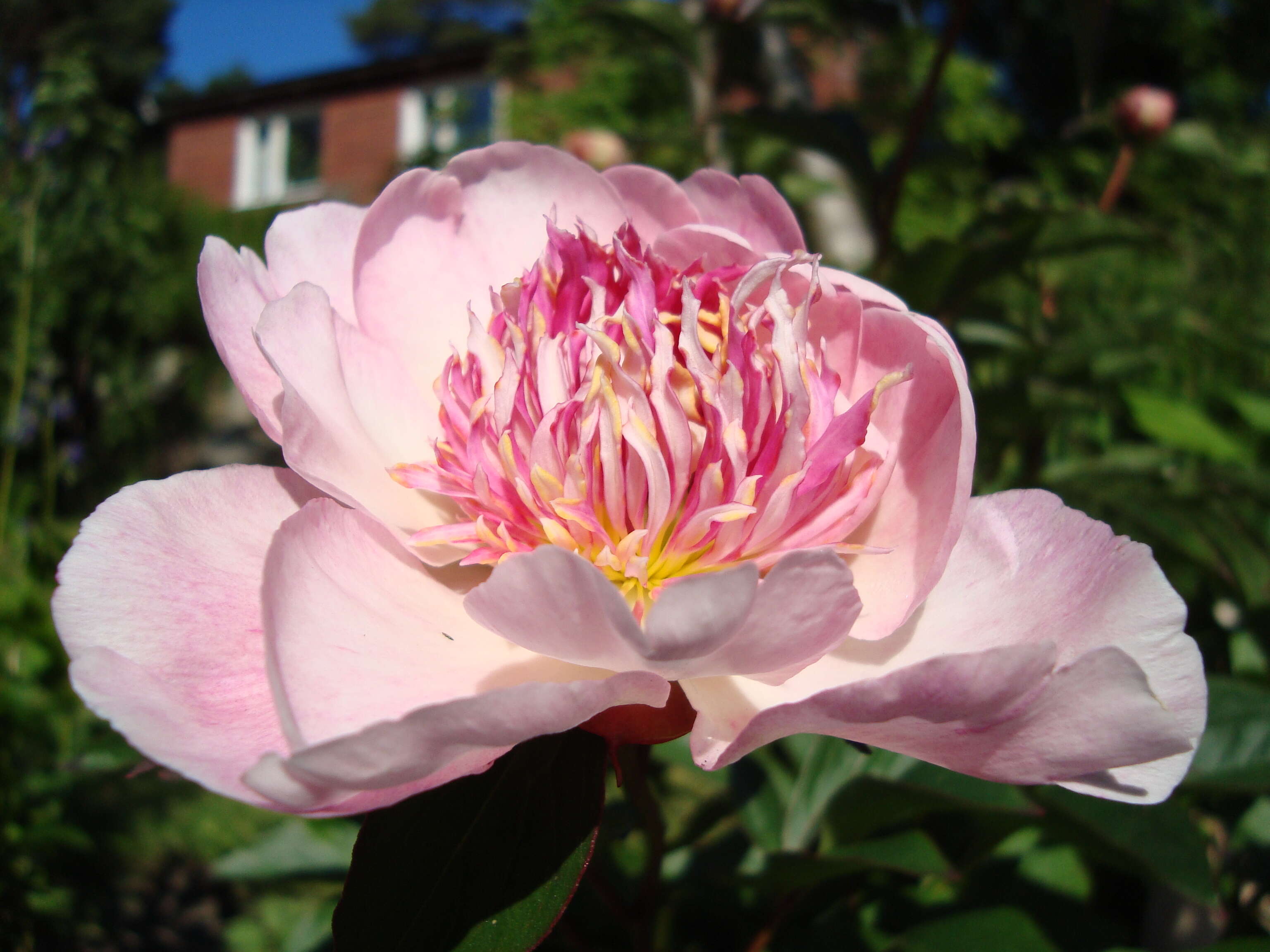 Plancia ëd Paeonia lactiflora Pall.