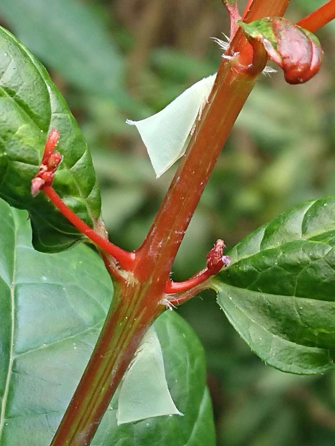 Image of Phylliana alba (Jacobi 1915)