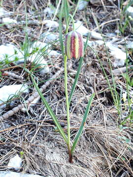 Image of Fritillaria messanensis