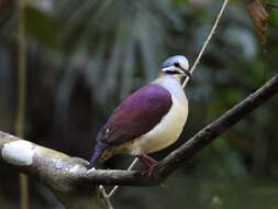 Image of Saphire Quail Dove