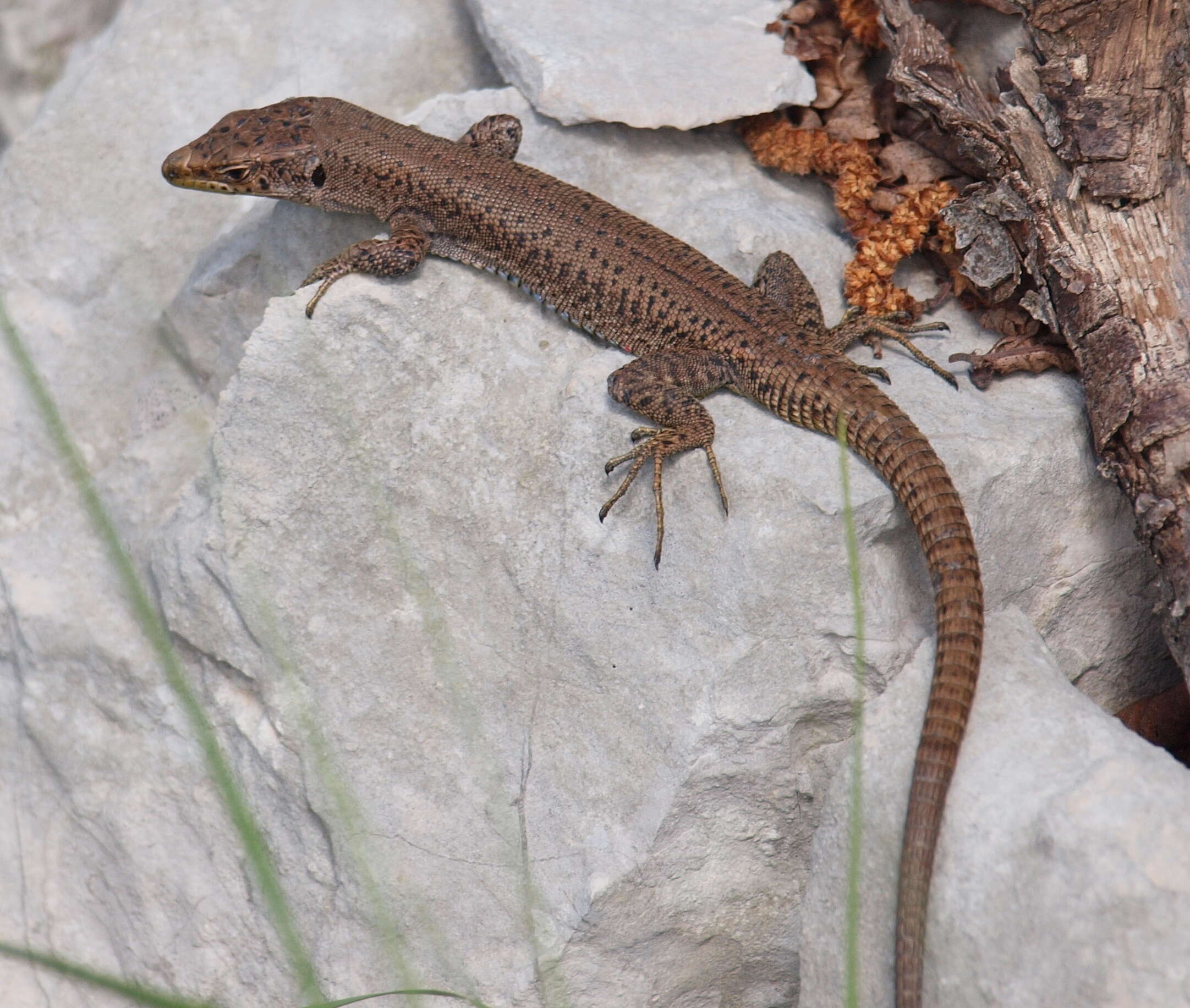 Image of Mosor rock lizard