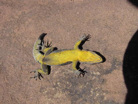 Image of Atlas Day Gecko