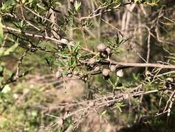 Sivun Leptospermum polygalifolium Salisb. kuva