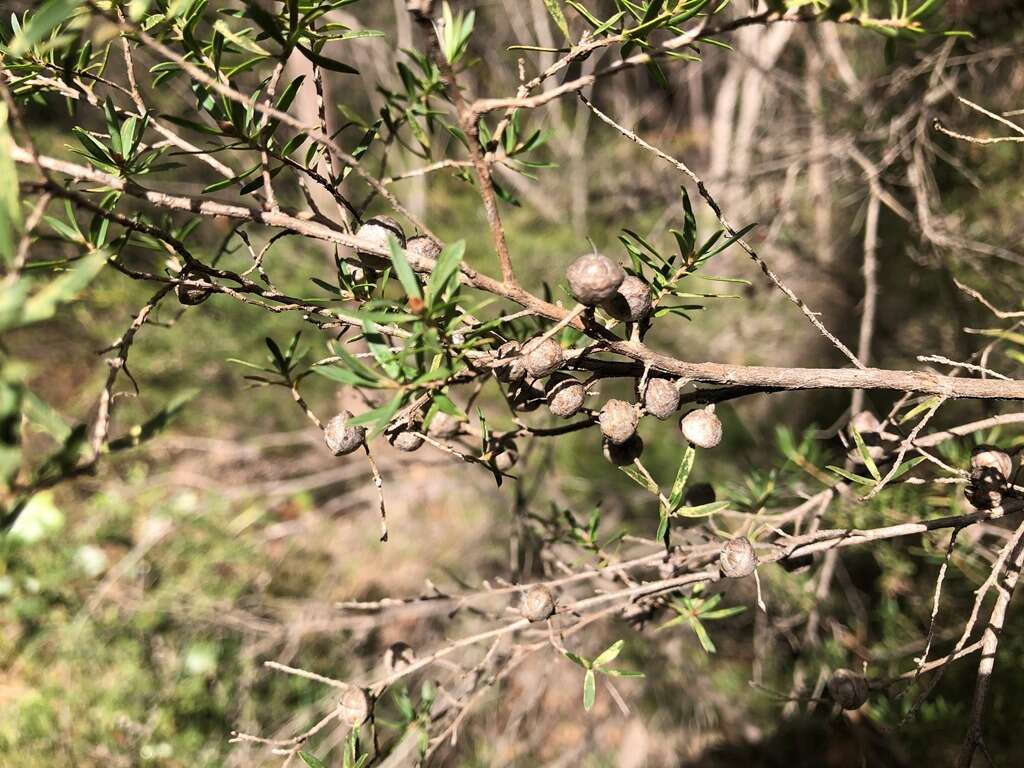 Image of Australian wild may