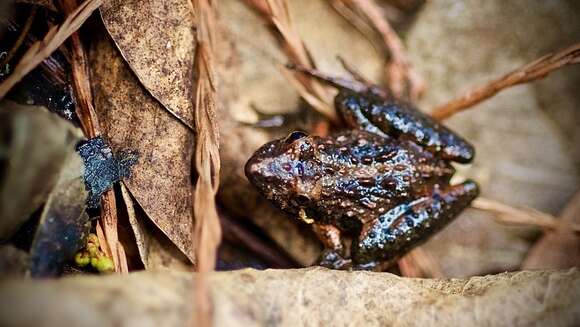 Image of Acris gryllus gryllus