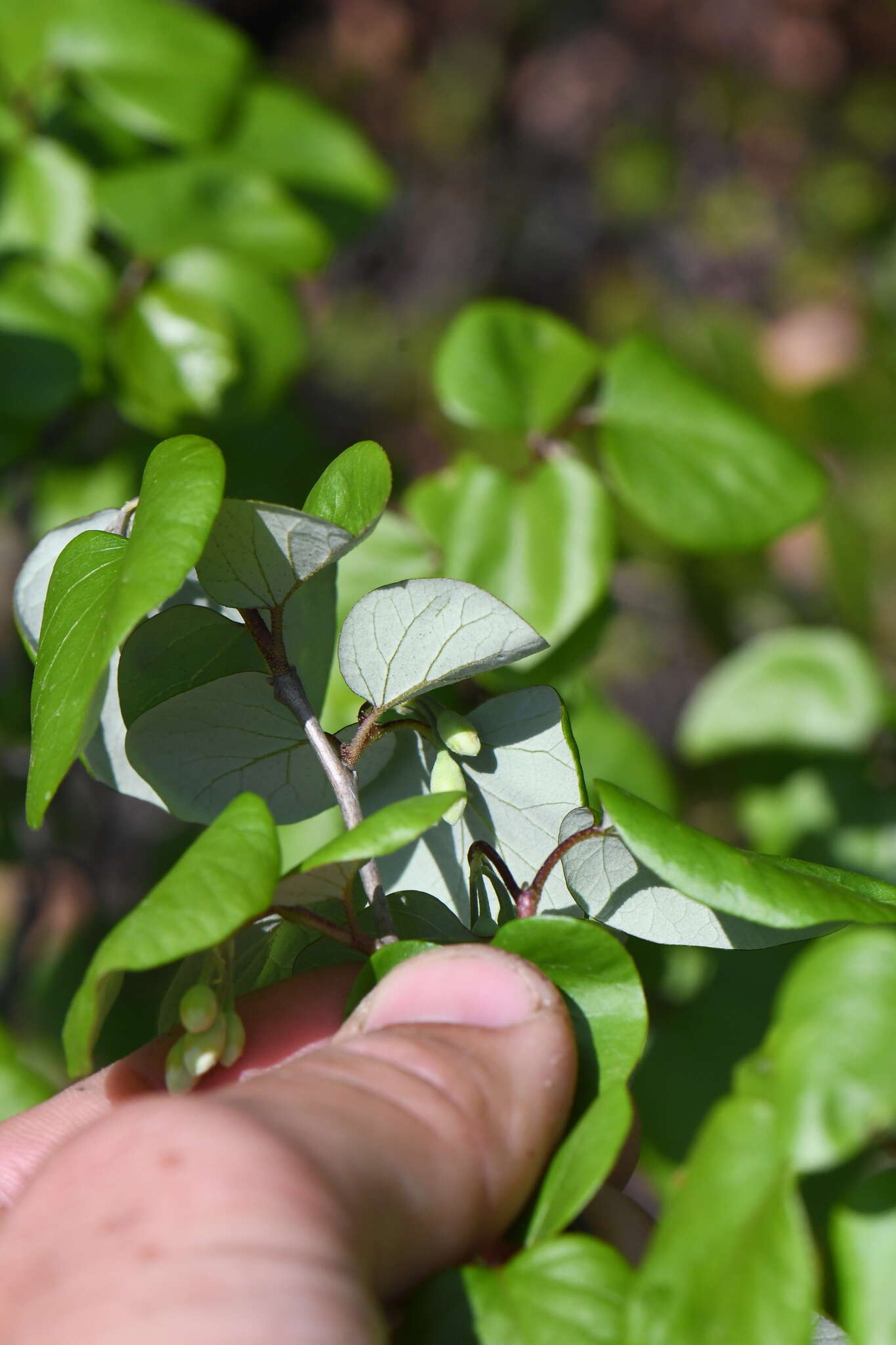 Styrax platanifolius subsp. texanus (Cory) P. W. Fritsch的圖片