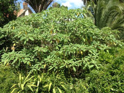 Image of earleaf nightshade