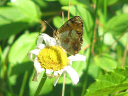 Image of Phyciodes cocyta