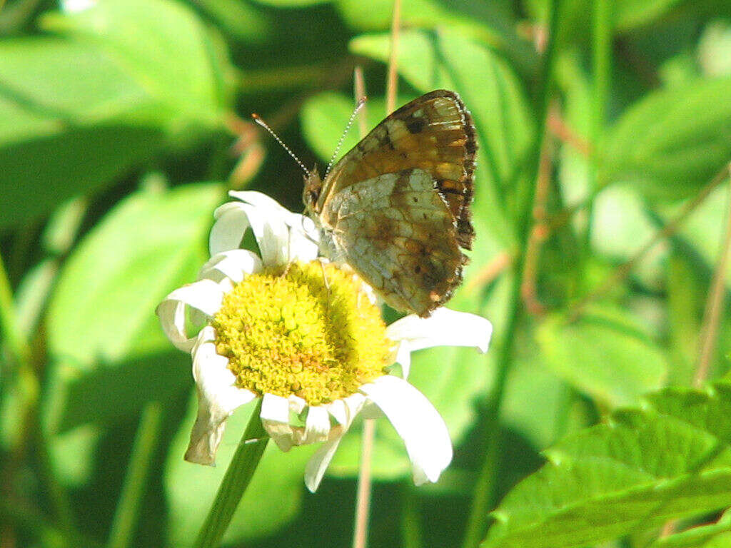 Image of Phyciodes cocyta