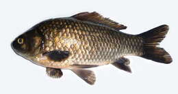 Image of Gibel carp