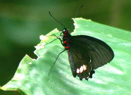 Parides sesostris (Cramer (1779)) resmi