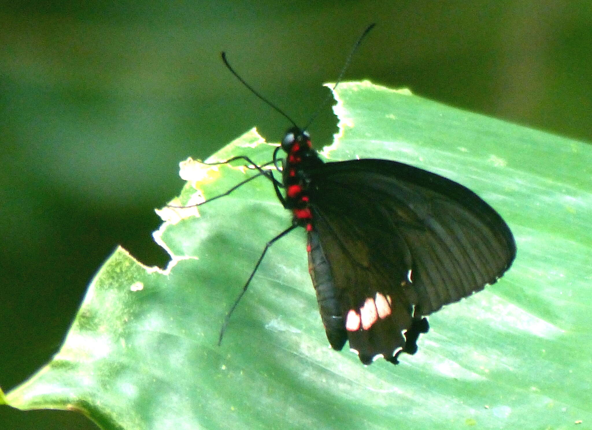 Parides sesostris (Cramer (1779)) resmi