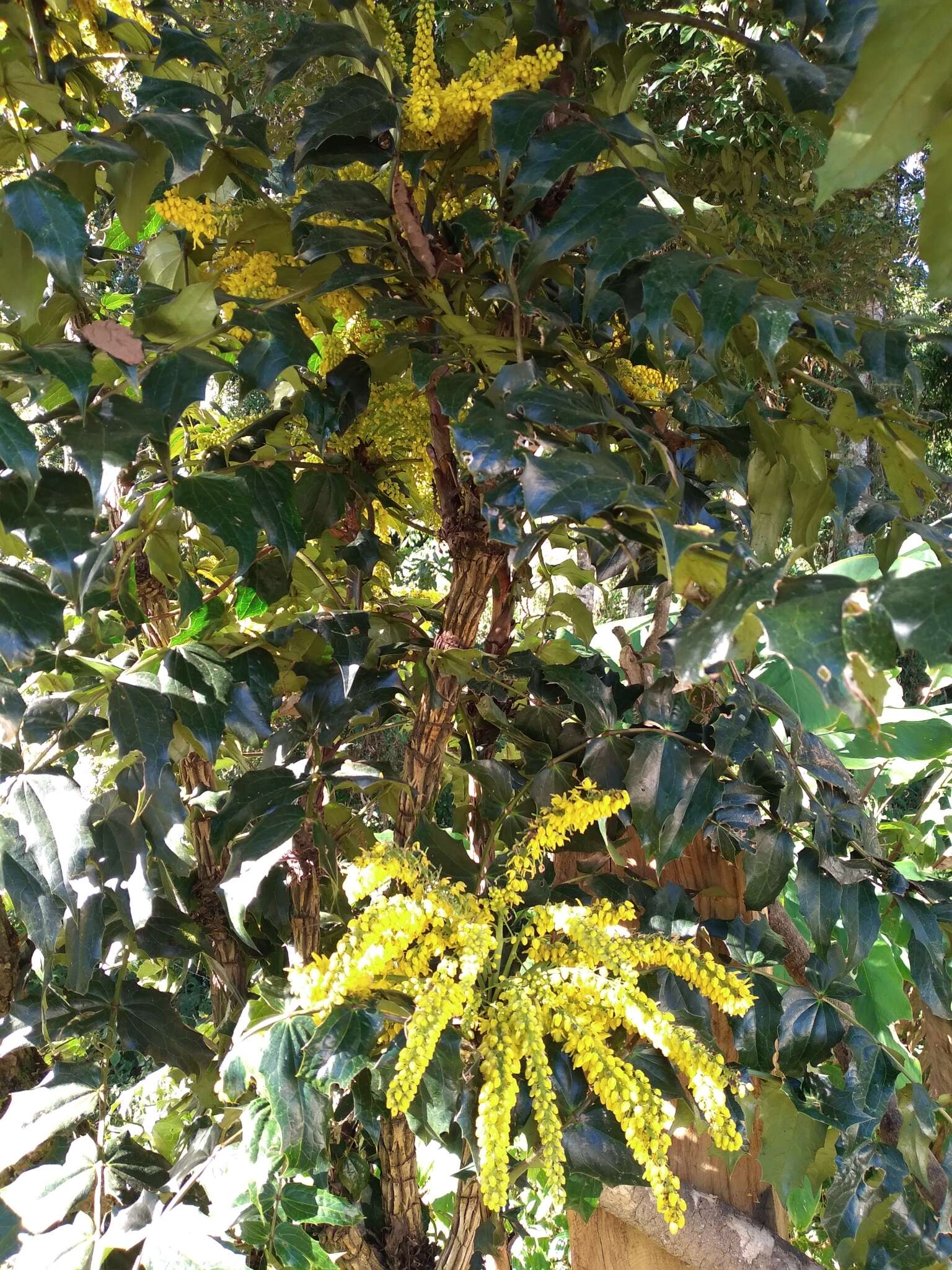 Image of Berberis napaulensis (DC.) Spreng.