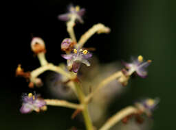 Image of Palisota ambigua (P. Beauv.) C. B. Clarke