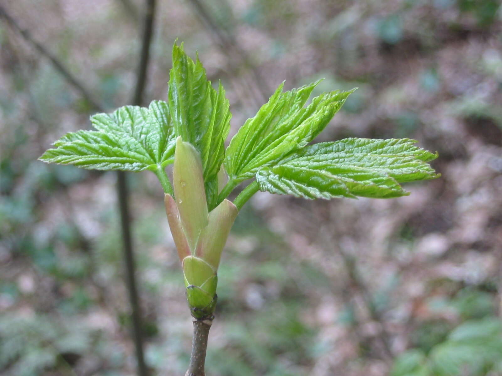 Imagem de Acer pseudoplatanus L.