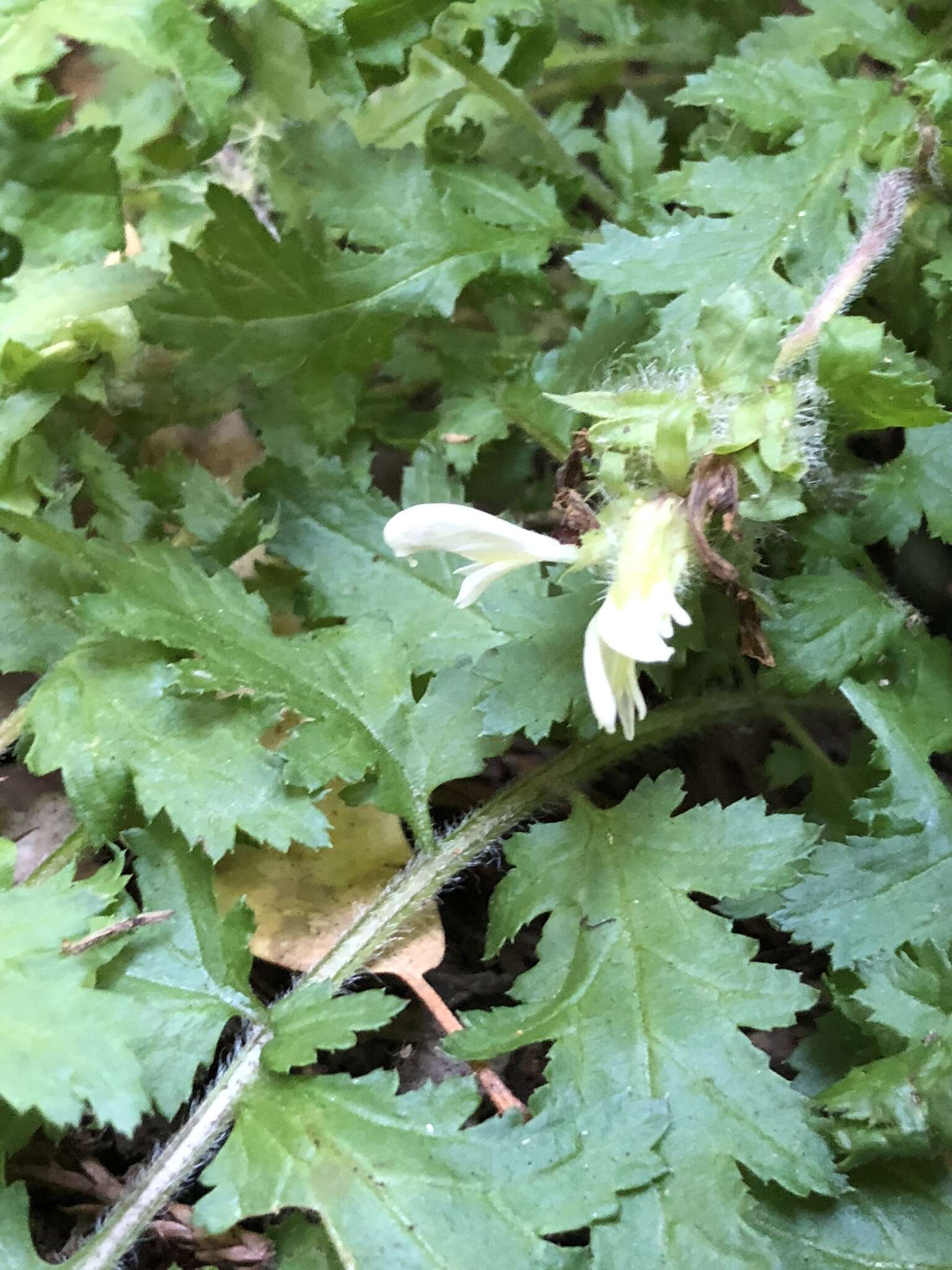 Image of Dudley's lousewort