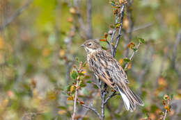 Слика од Emberiza pallasi (Cabanis 1851)