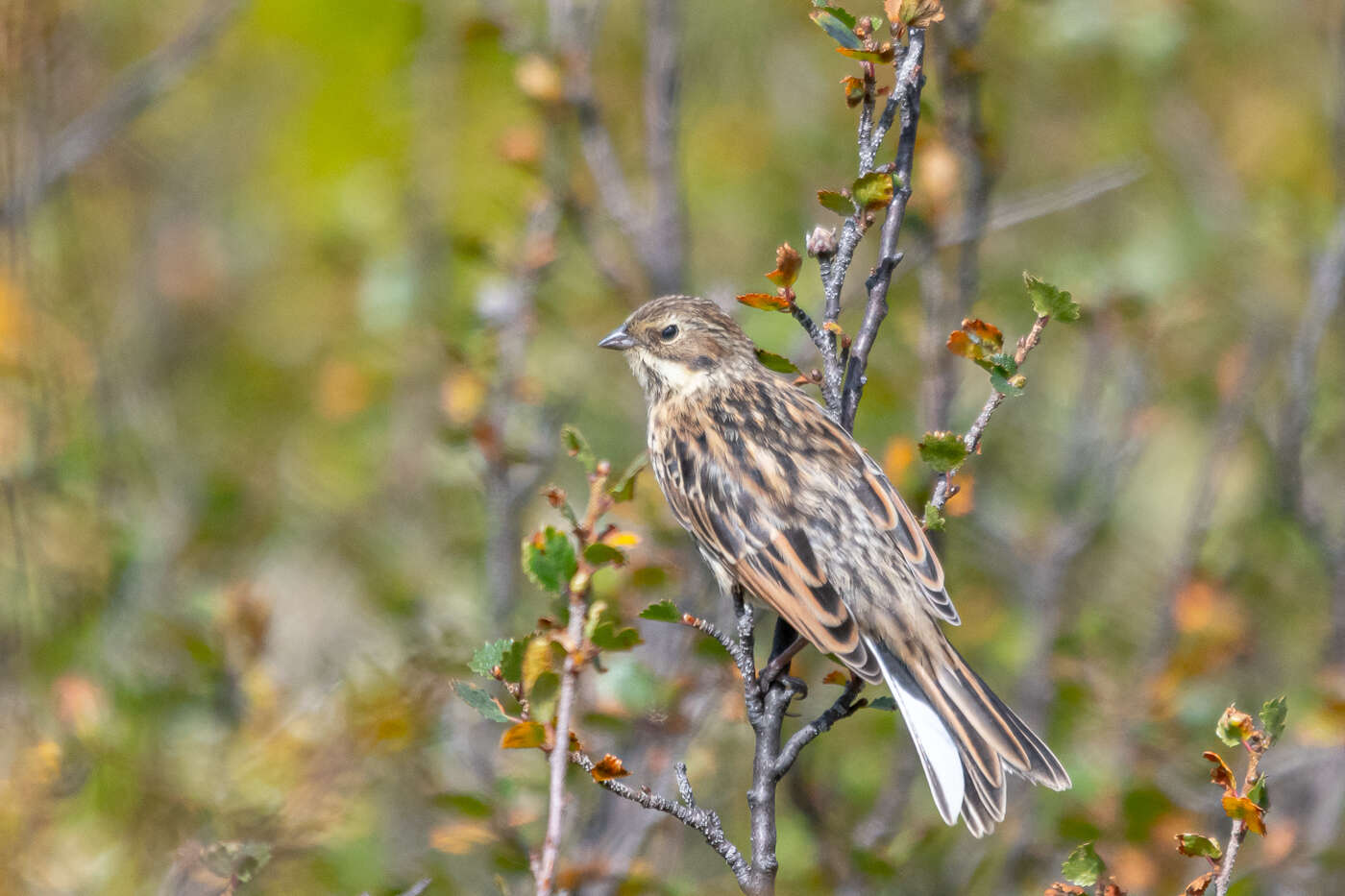 Image of Pallas's Bunting