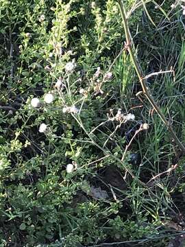 Imagem de Symphyotrichum subulatum var. parviflorum (Nees) S. D. Sundberg