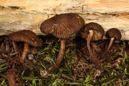 Inocybe lanuginosa (Bull.) P. Kumm. 1871 resmi