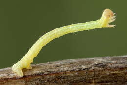 Image of Eulithis pyropata