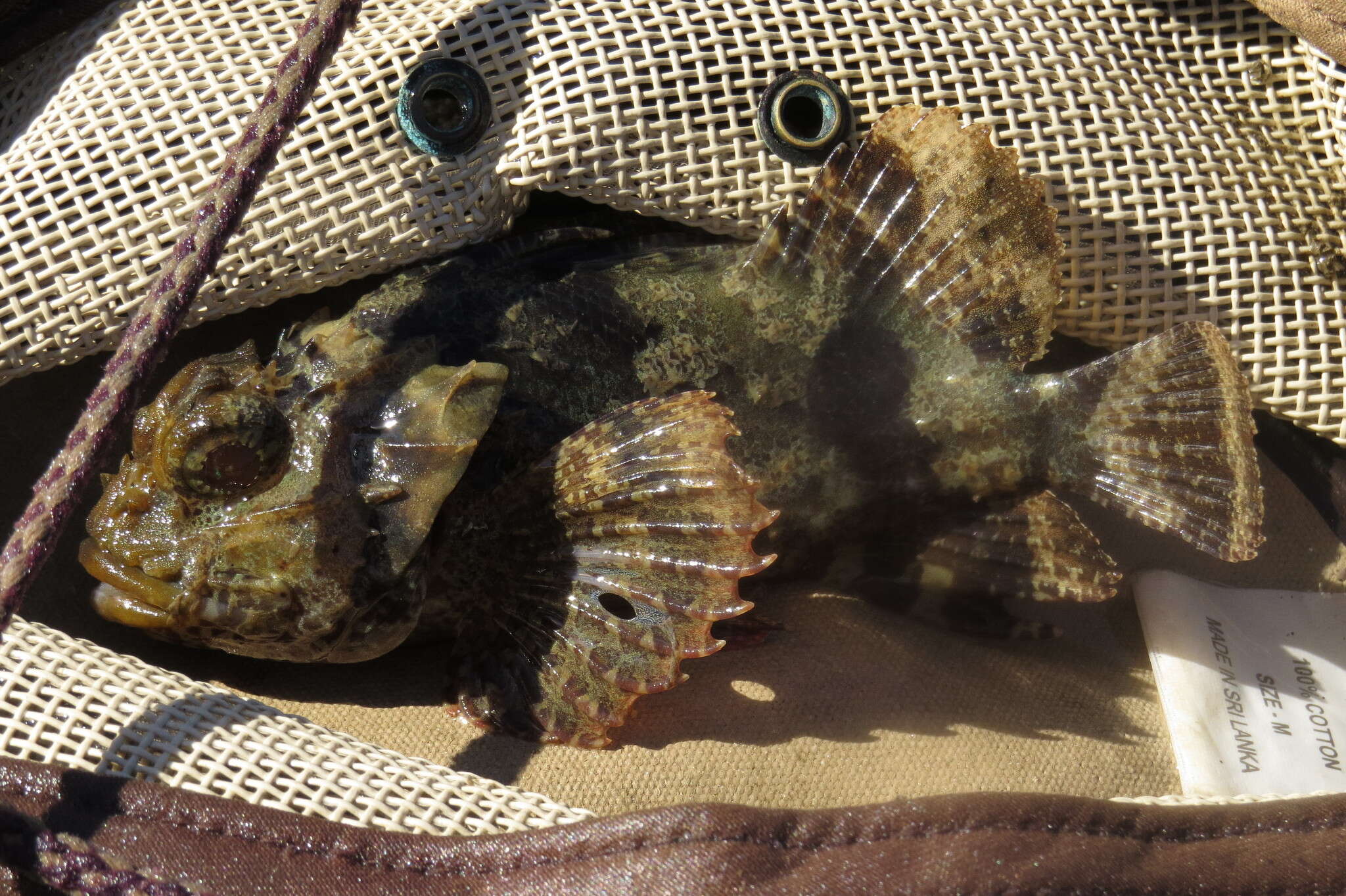 Image of Byno scorpionfish