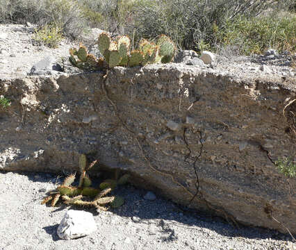 Image of Brownspine Pricklypear