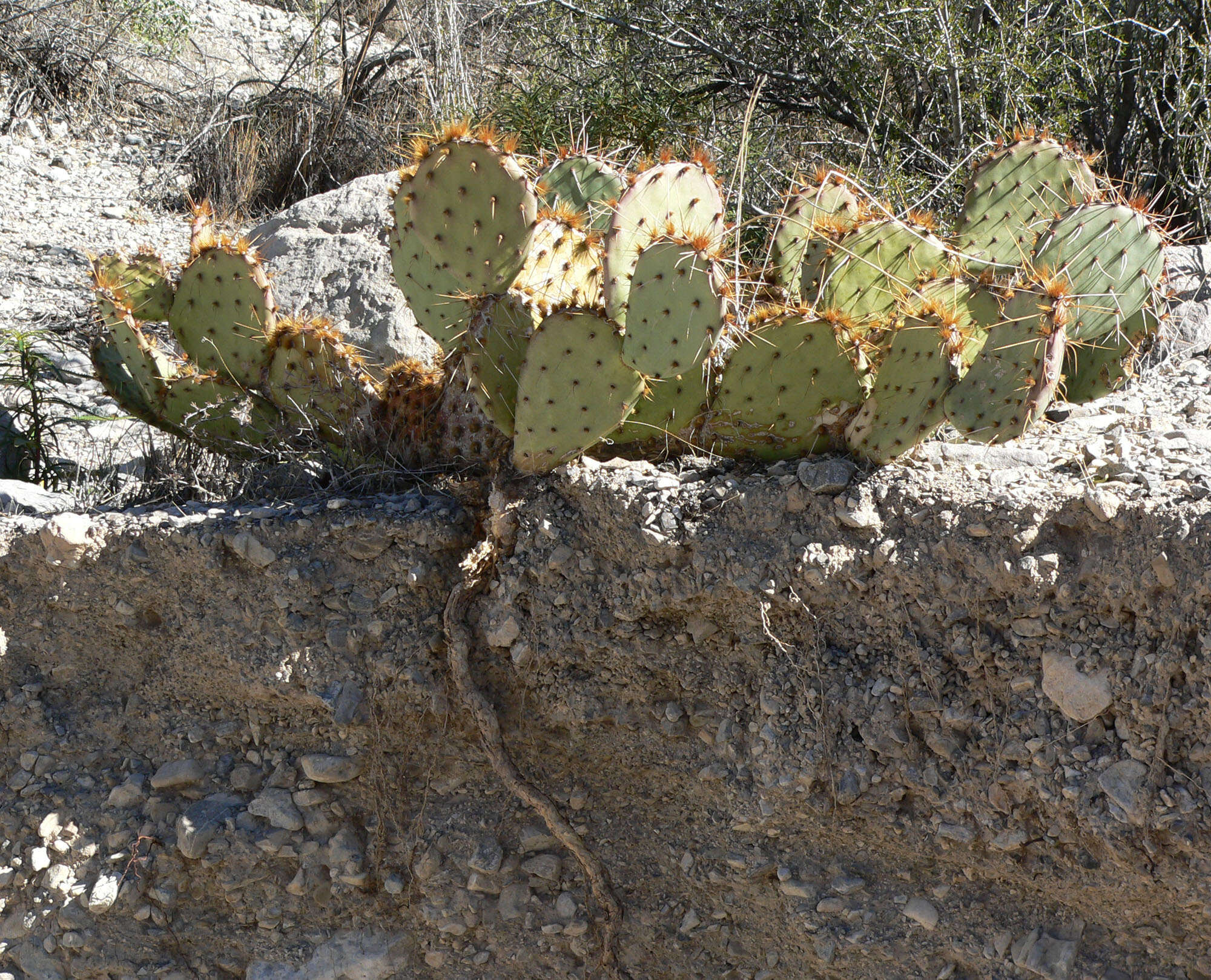 Image of Brownspine Pricklypear