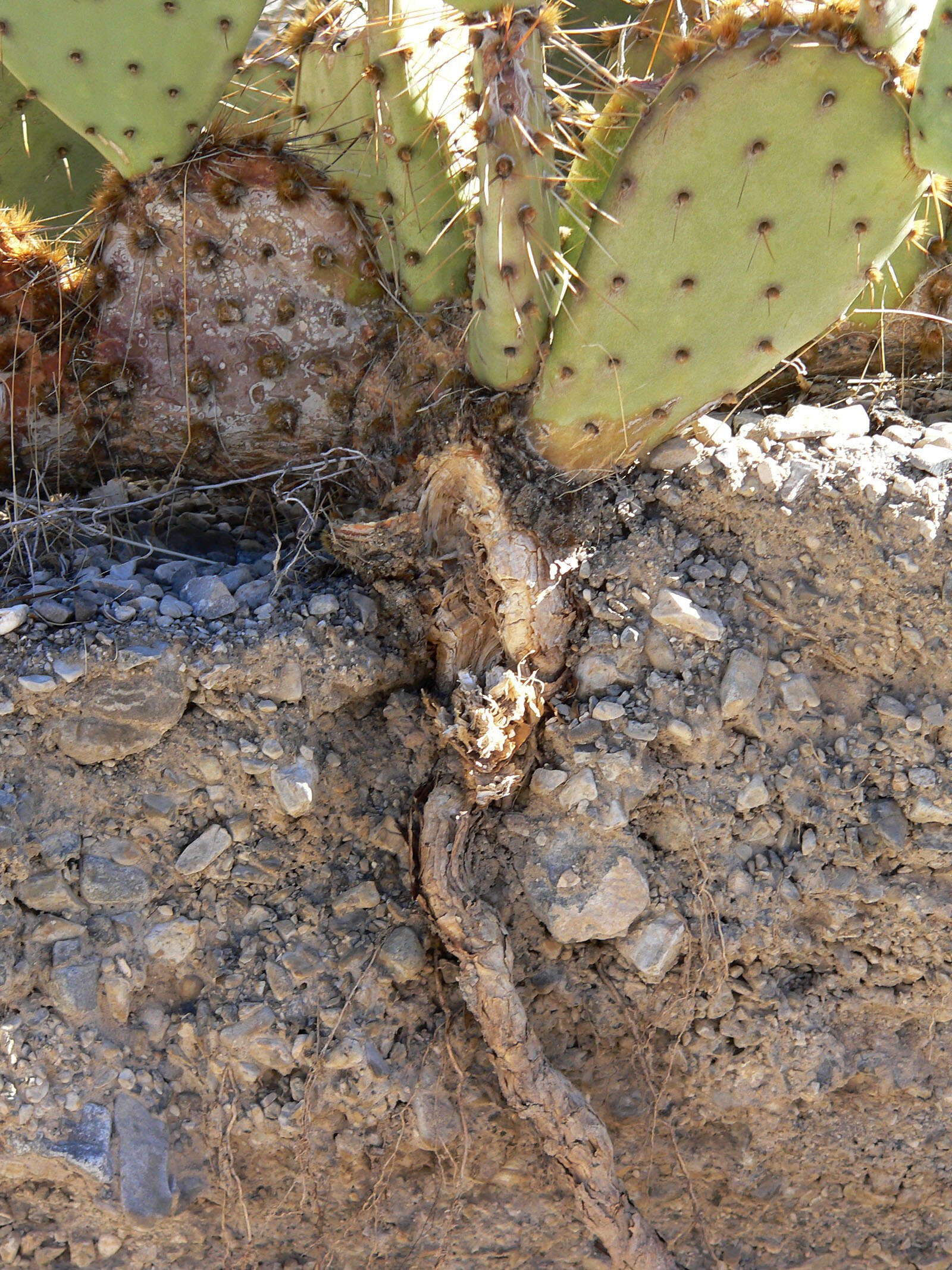 Image of Brownspine Pricklypear