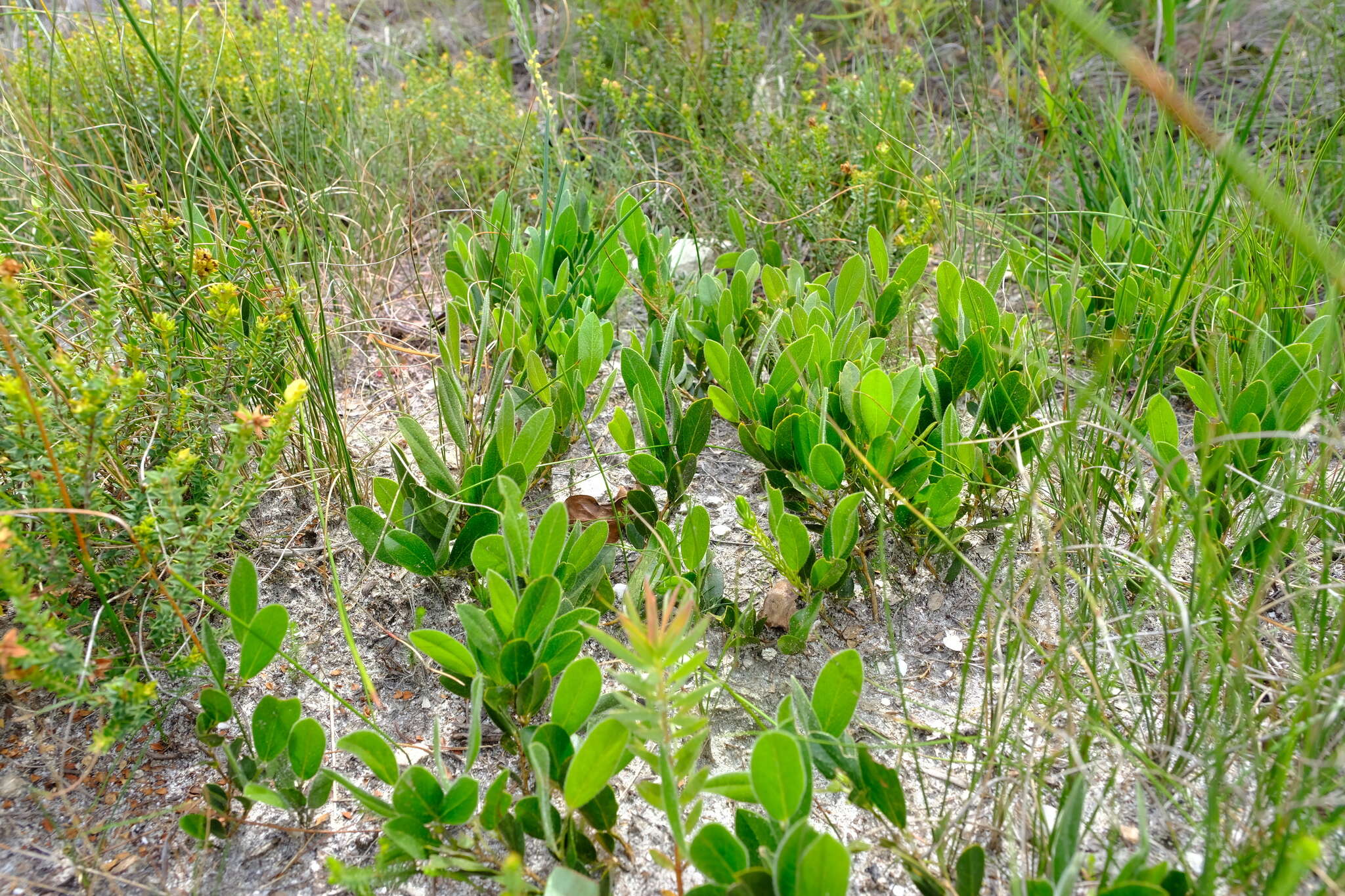 Plancia ëd Otholobium thomii (Harv.) C. H. Stirt.