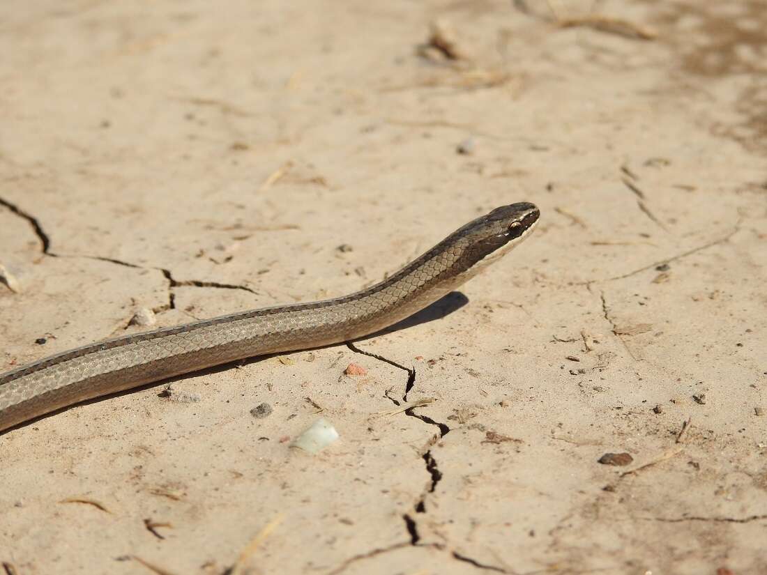 Image of Wide Ground Snake