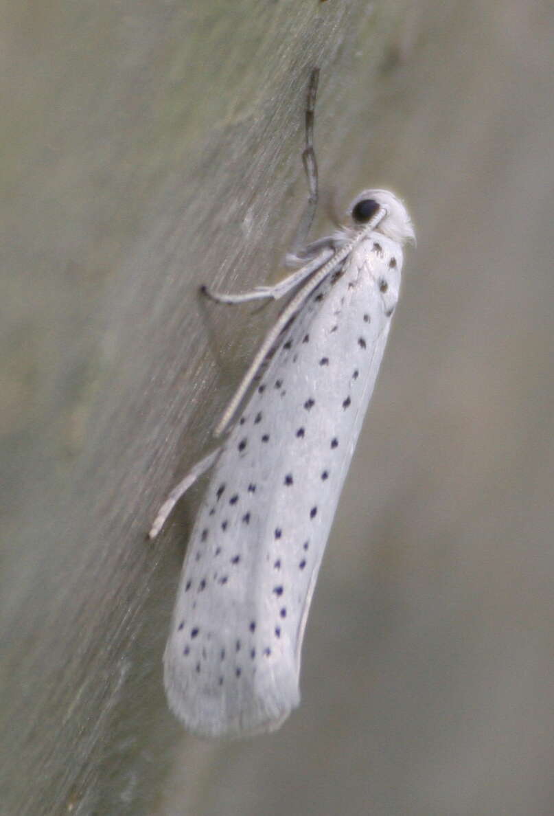 Imagem de Yponomeuta evonymella Linnaeus 1758