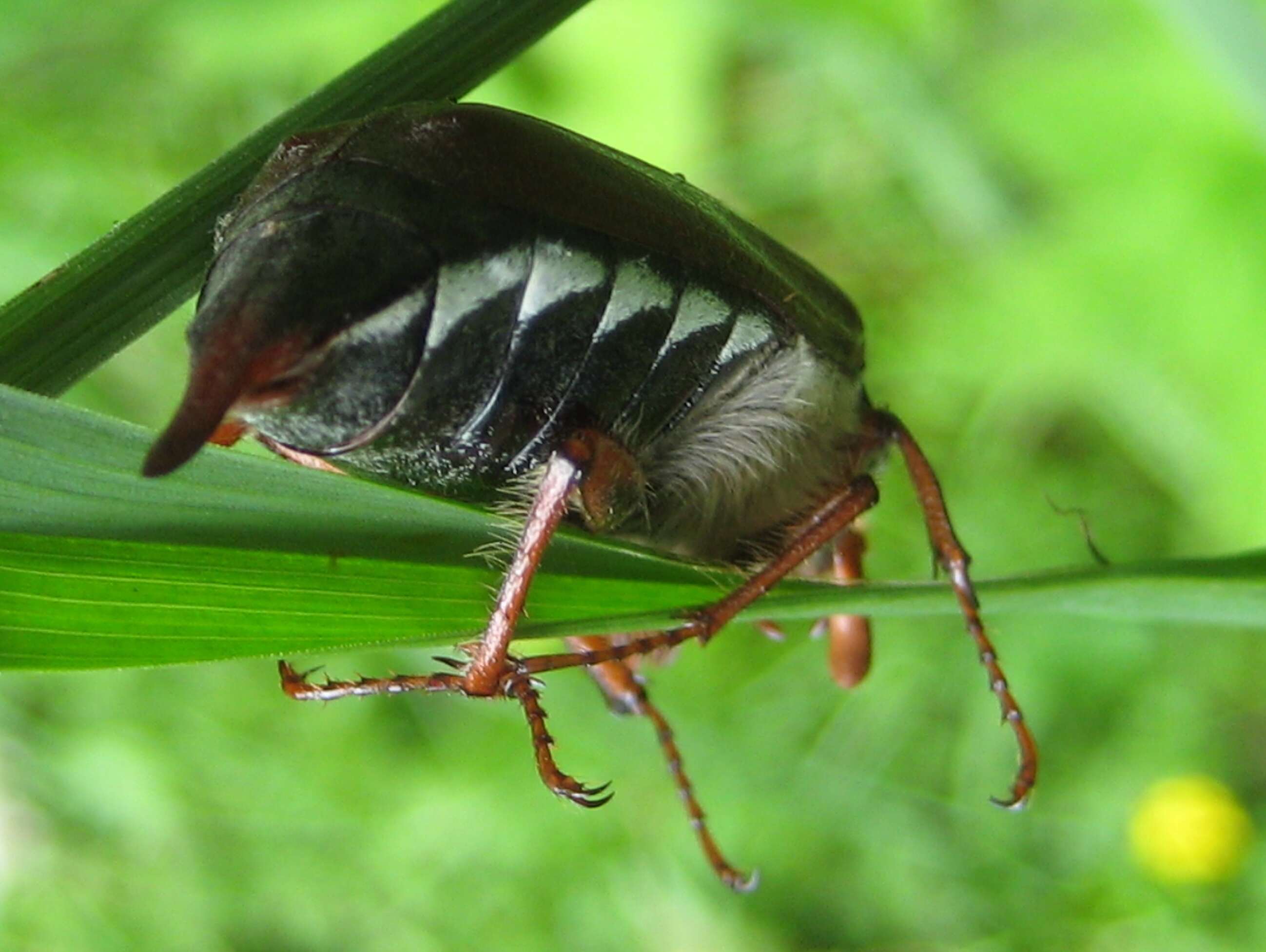 Image of Common cockchafer