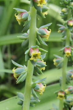 Image of Echeveria megacalyx Walther