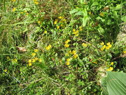 Image of creeping jenny