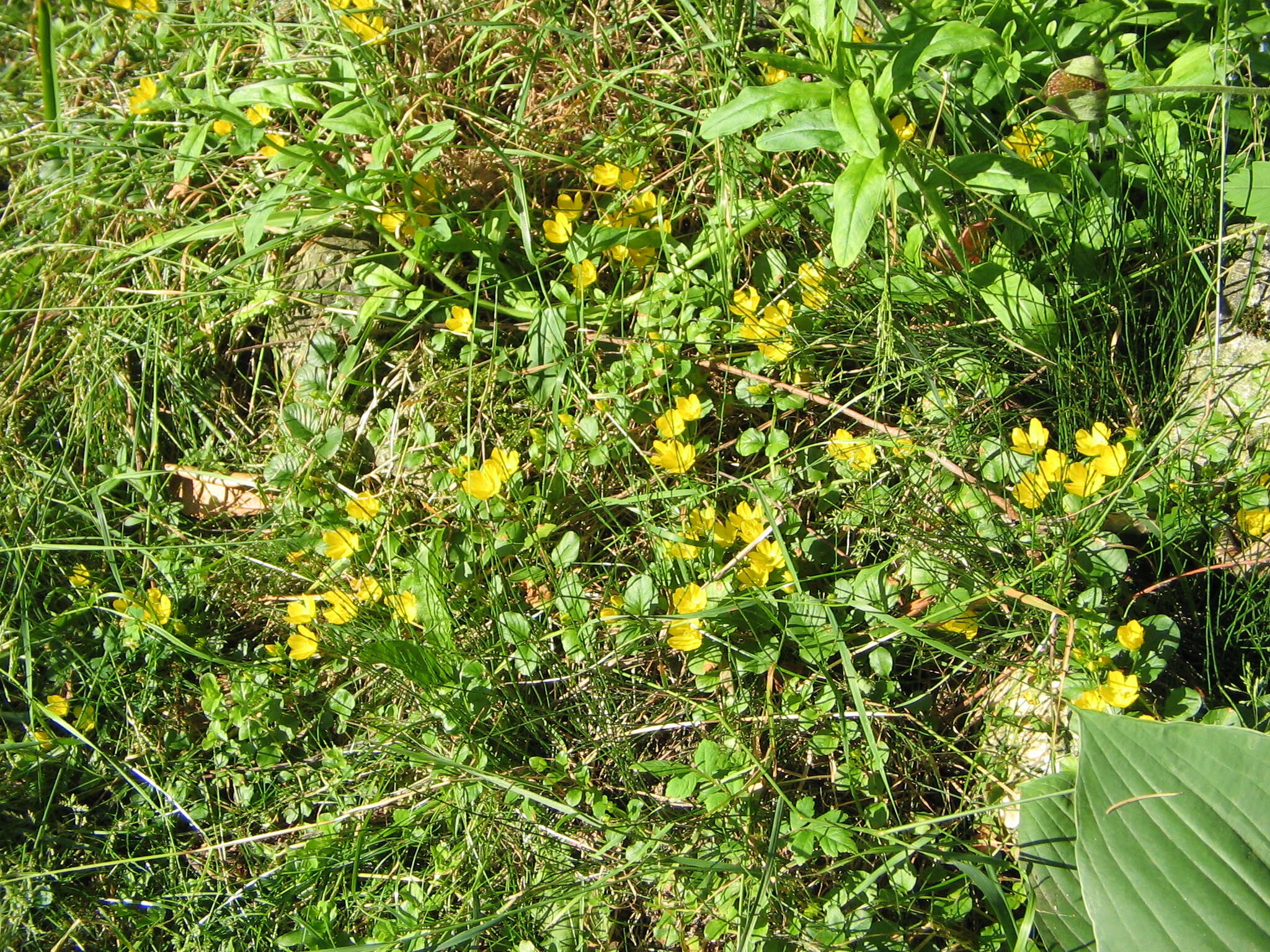 Image of creeping jenny