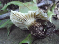 Image of Lactarius gerardii Peck 1873