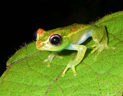 Image of Central Bright-eyed Frog