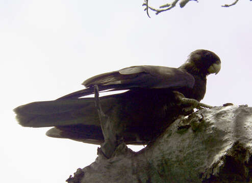 Image of Black Parrot