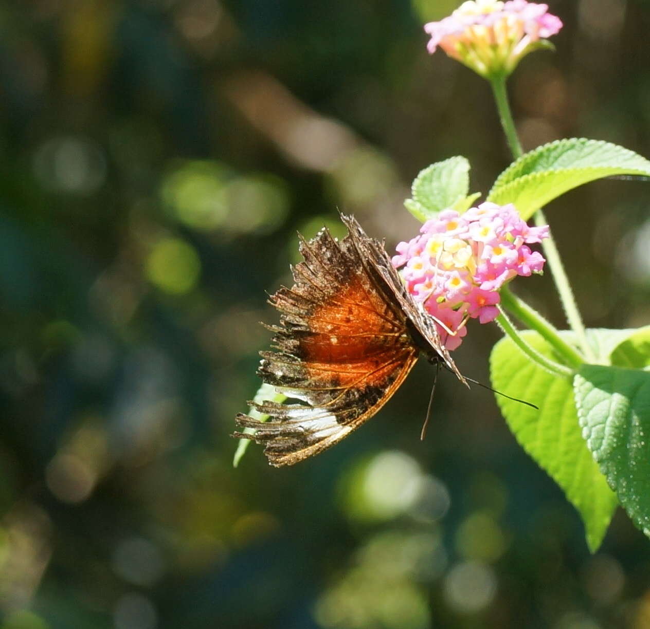 Imagem de Cethosia cydippe Linnaeus 1763