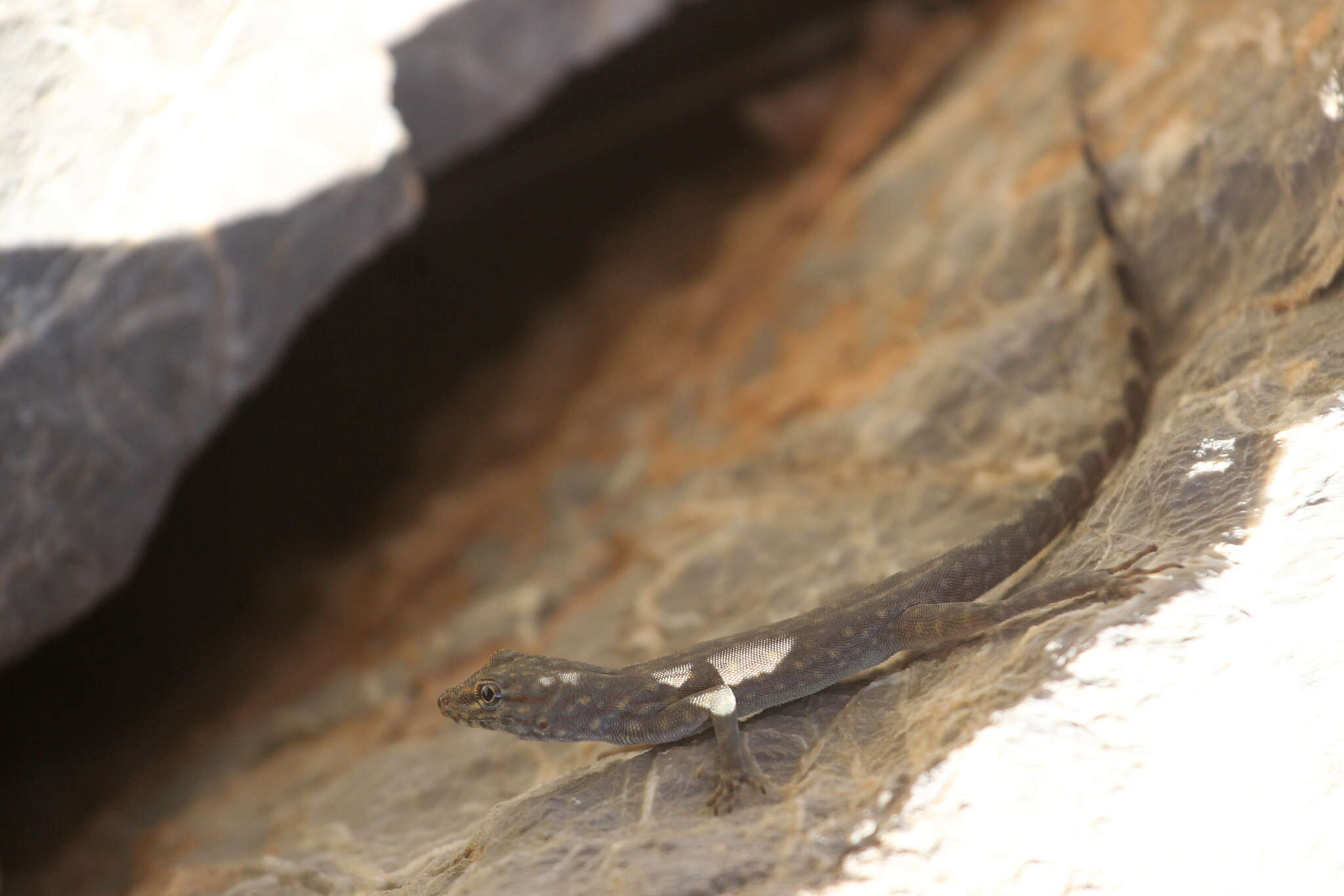 Image of Oman Rock Gecko